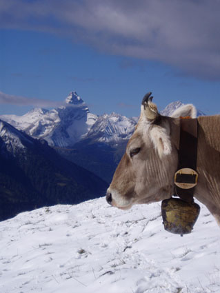 15-rind m diezerh schnee