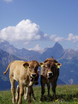 15er-kaelber m diezerh1