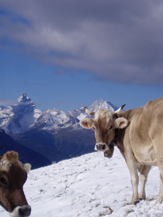 15er2rinder diezerhorn m schnee