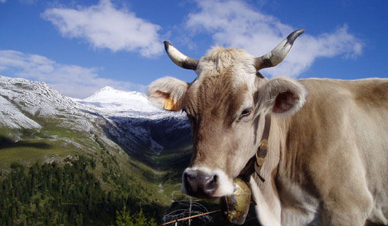 20l-rind mit higr schnee