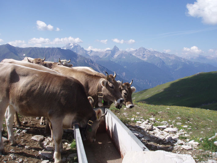 25-besuch roman alp06 028