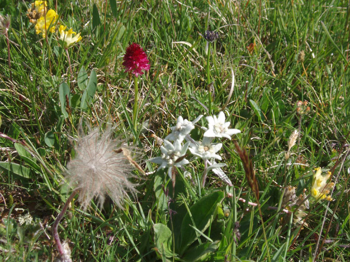 25-edelw brndle alpenaster