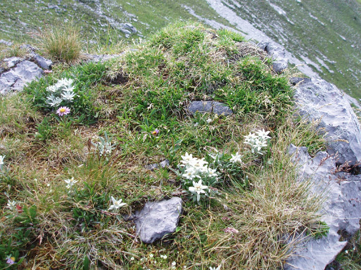 25-edelwei mit alpenaster1