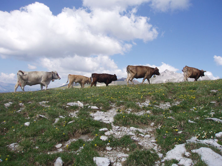 25 vieh auf grat wolkenst1