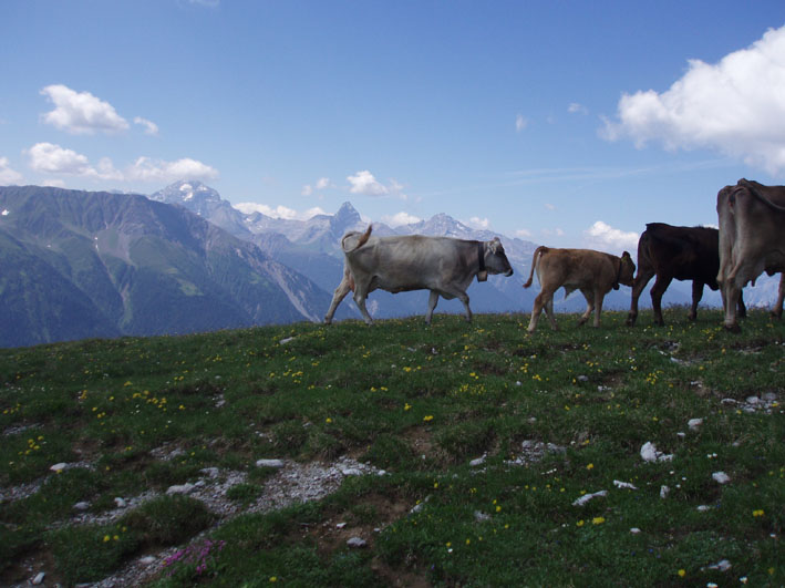 25 vieh grat wolkenst2