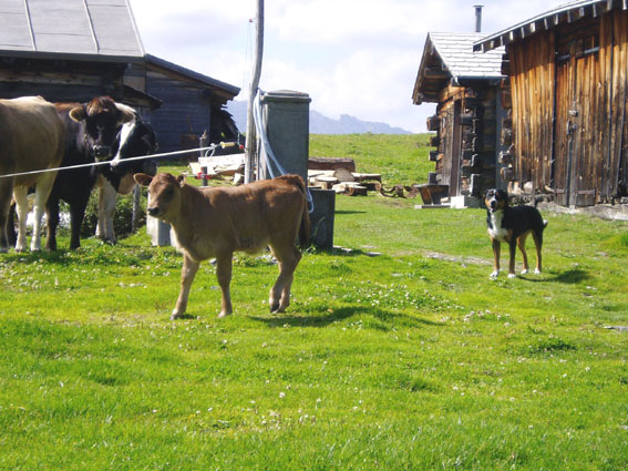 gina mit kalb vor htte