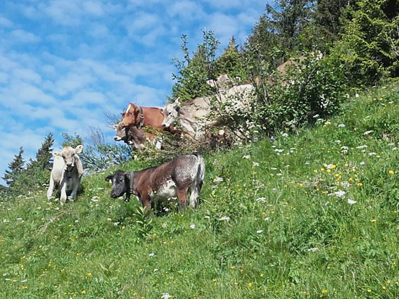 hpGaltvieh_amschrecken1