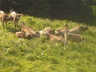 hp 2015 greber klber