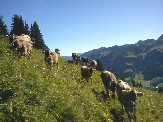 hpalp_rinder talblick