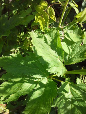 hpmeisterwurz_blatt1