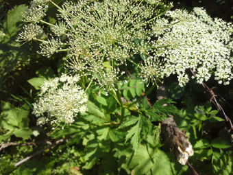 hpmeisterwurz_bluete