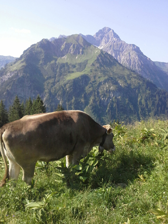 hpschrecken_rindmitwidderstein