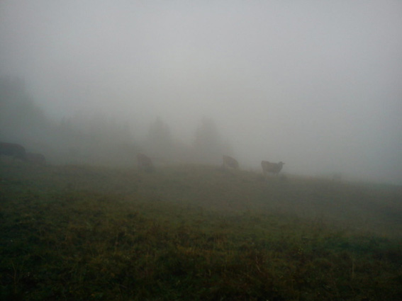 hpvieh i nebel01kl