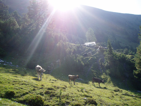 viehtrieb von tobelhtte