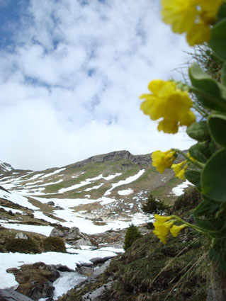 weide schnee schdeimaia